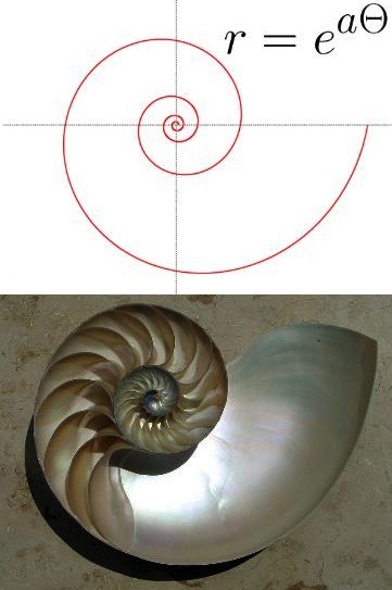 e Logarithmic Spiral