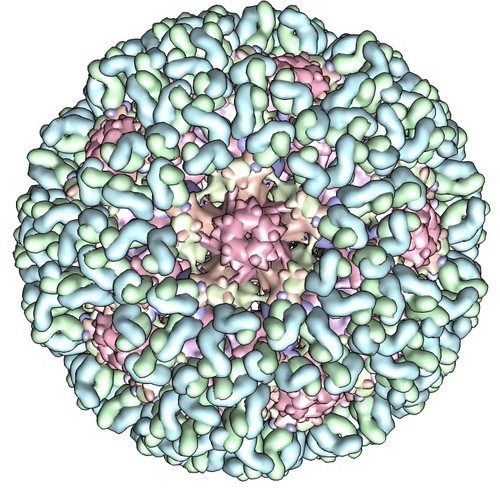 The structure of a virus, captured with an electron microscope