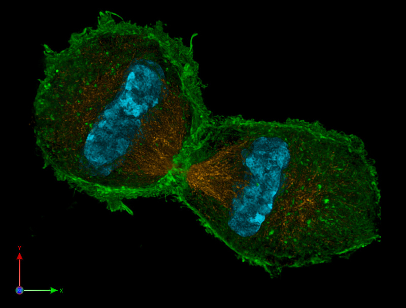 A photo of a cell taken with a super resolution fluorescence microscope.