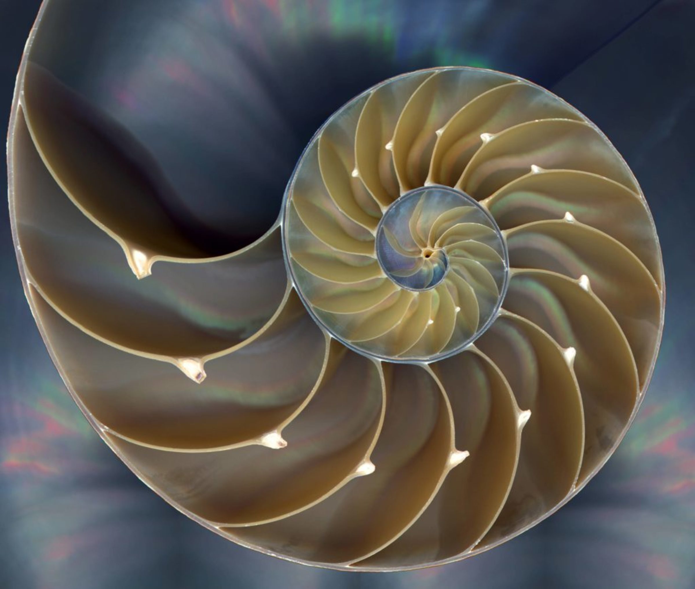 Nautilus shell follows spira mirabilis. Photo credit: www.somanautiko.com